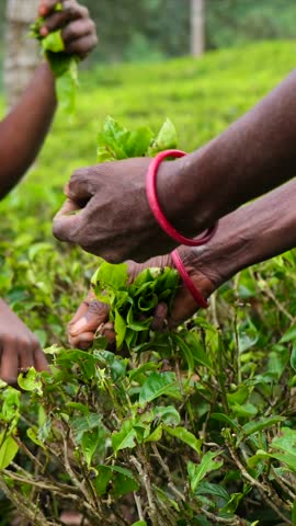 Detailed view of two african farm workers manually harvesting fresh green leaves on a vast tea plantation. The traditional method of plucking the top leaves highlights the agricultural process