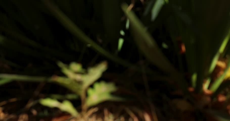 A church with a tall steeple and a tree with green leaves. The tree is in front of the church and the sky is blue