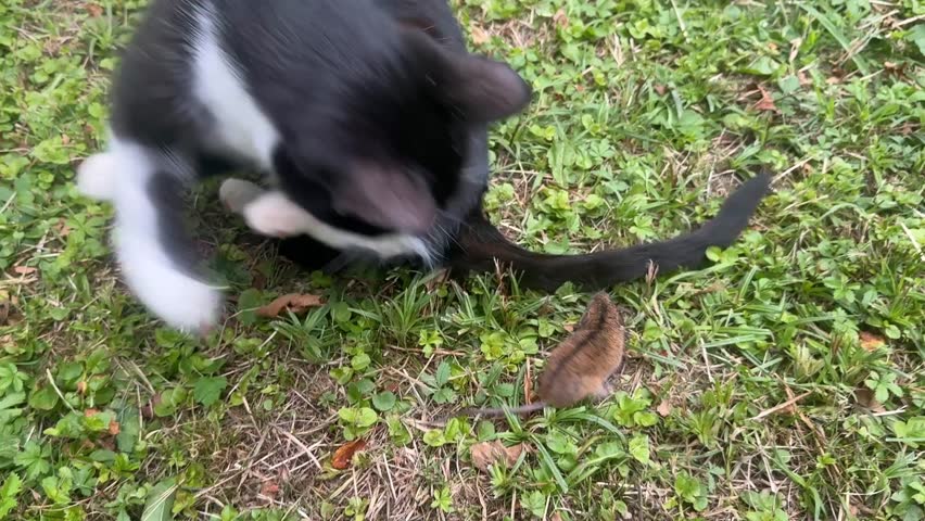 A black and white cat hunting and playing with a captured mouse in the grass of a garden