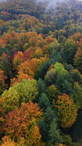Aerial view of vibrant autumn forest showing a mix of orange, yellow, and green trees on a hillside. Beautiful fall foliage landscape in soft daylight.
