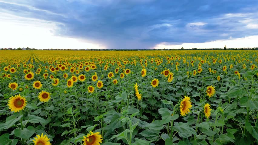 Experience a stunning drone flight over a vast sunflower field during sunset. The golden flowers stretch endlessly, showcasing the beauty of nature in full bloom.
