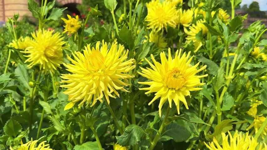 Yellow dahlia flower in full bloom in garden, close up. Big dahlias var. Kiev with golden yellow flower