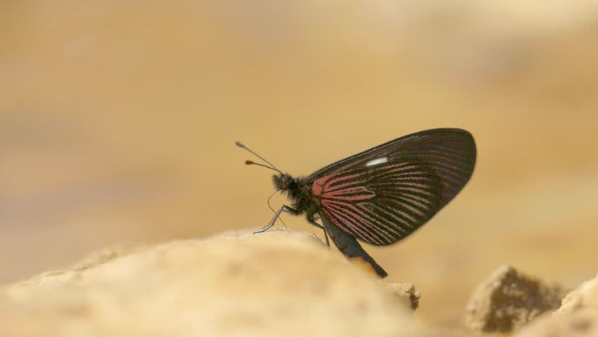 An actinote butterfly puddling on the bank of a creek in the La Candelaria desert, in the eastern Andean mountains of central Colombia near the town of Raquira.