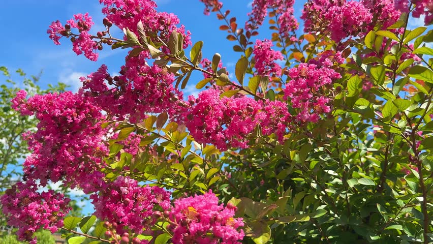 Vibrant pink flowers of Lagerstroemia indica Crape Myrtle, blooming abundantly in a sunny garden. 