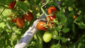 Vibrant cherry tomatoes ripen on the vine, showcasing a healthy garden bounty ready for harvest under warm sunlight. - Powered by Shutterstock - Get 15% off with code: PIKWIZARD15
