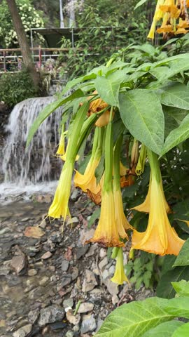 Beautiful flowers blooming near waterfall in the green mountains of Kashmir, Pakistan
a peaceful and scenic nature view perfect for travel and relaxation themes.

