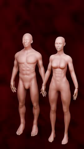 Human Body Cross Section Showing Fat Distribution in Abdomen and the Effect of Fitness on Belly Fat 3D Rendering
