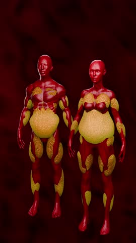 Human Body Cross Section Showing Fat Distribution in Abdomen and the Effect of Fitness on Belly Fat 3D Rendering
