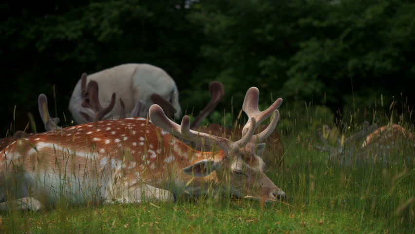 deer resting peacefully, fallow deer relax in meadow, calm deer lie in grass beneath fading summer
