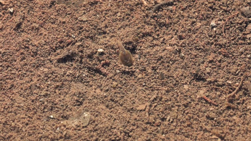 Triops and fairy shrimp foraging and swimming in the clear shallow water of an ephemeral pool in the mountains of Southern Utah USA on a sunny autumn day in 2025.