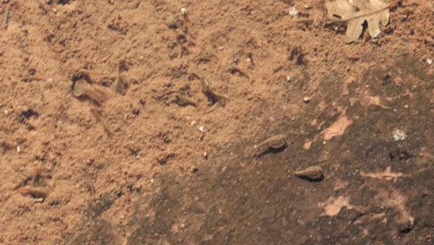 Swarms of triops and fairy shrimp swim together in the clear water of a shallow ephemeral pool foraging in the silt on a sunny autumn day in the mountains of Southern Utah USA.
