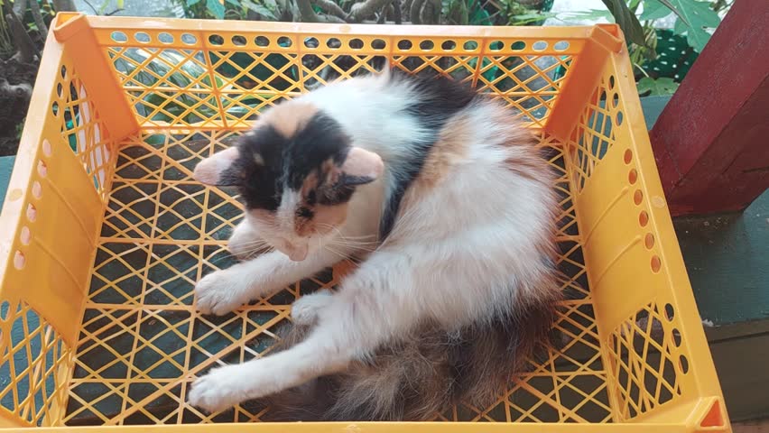 Beautiful funny calico cat in yellow basket. 