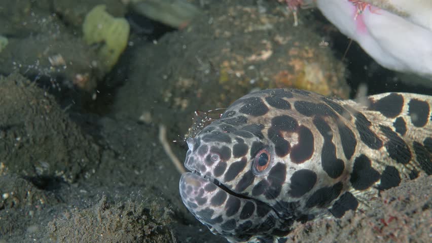 A spotted moray eel hid under a large sponge on the seabed, and a shrimp walked along it, cleaning it of parasites. Honeycomb Moray (Gymnothorax favagineus) 300 cm. ID: white with black blotches.