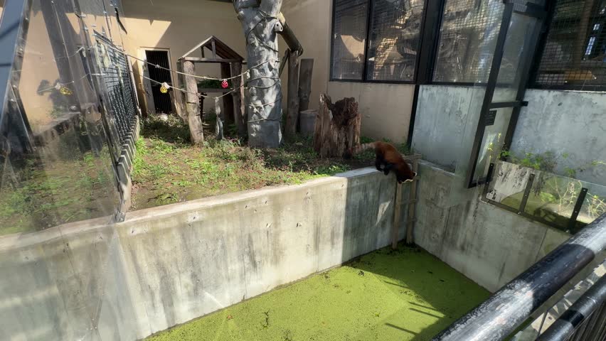  a cute red panda is walking and running back and forth at Asahikawa Zoo, Hokkaido, Japan. a rare and endangered species lesser panda. it is a small mammal native to the eastern Himalayas and China