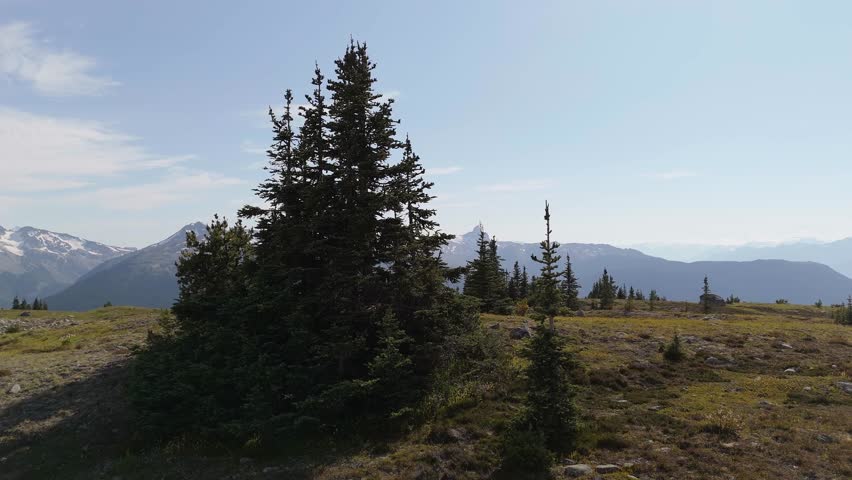 Majestic Mountain Vista: Alpine Forest and Snow-Capped Peaks in British Columbia, Canada