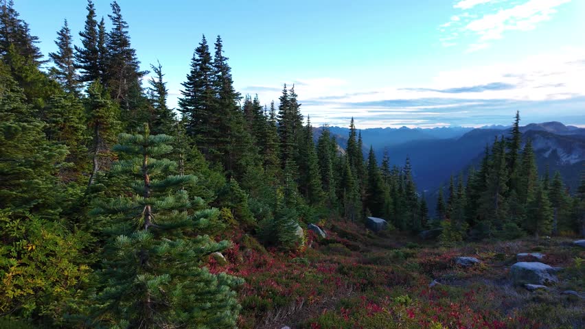 Majestic Mountain Landscape in British Columbia, Canada, Featuring Coniferous Forest and Vibrant Undergrowth