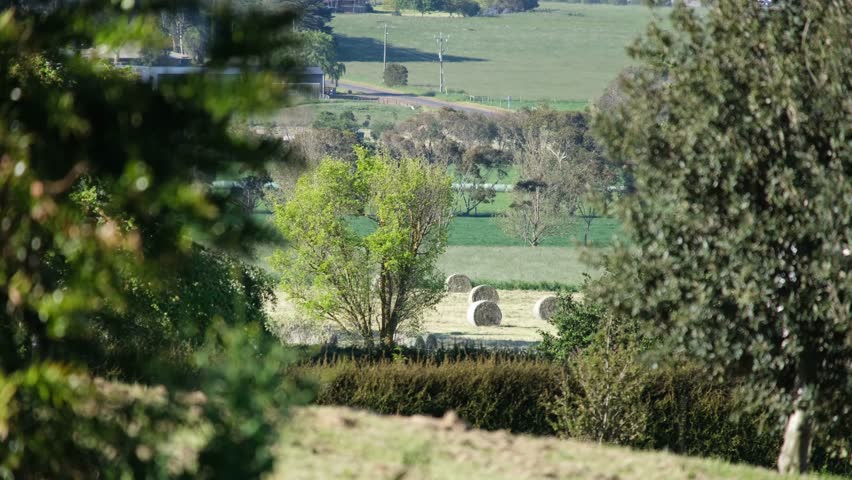 Rural farmland in rolling countryside near Camperdown, Victoria, Australia, with round hay bales scattered across open paddocks. Peaceful agricultural environment in regional Australia.
