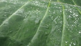 vivid leaf with water droplets after rain, emerald leaves with glistening droplets in soft light - Powered by Shutterstock - Get 15% off with code: PIKWIZARD15