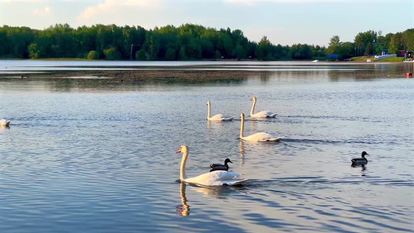 Graceful white swans and ducks swim across a large, calm lake in the late afternoon, with a lush green forest backdrop under a soft sky.