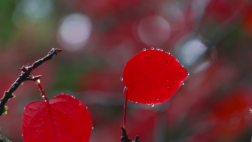 Close up view of leaf from a Katsura tree with droplets , also known as a caramel tree or candyfloss tree.	