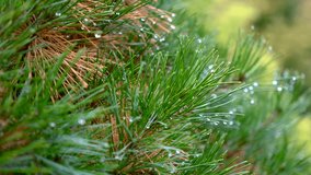 Close up view of lush green Spruce branch with rain droplets in autumn time. - Powered by Shutterstock - Get 15% off with code: PIKWIZARD15