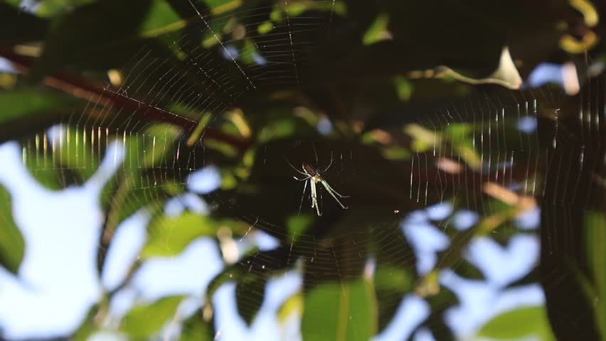 Orchard Orbweaver Swaying Gracefully in Its Web Under Afternoon Sunlight, Florida, November 2, 2025