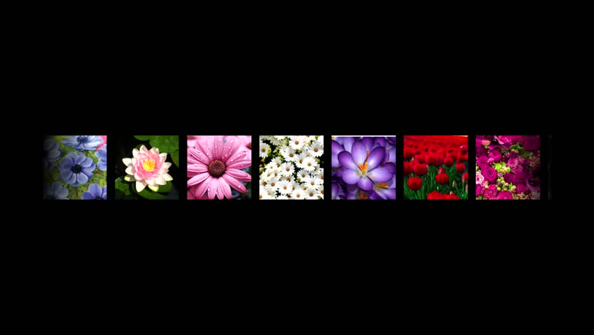 Horizontal reel of diverse, colorful flower photos sliding across the screen on a black background.Includes tulips, daisies, water lilies, and tropical blooms. Perfect for gardening and spring themes.