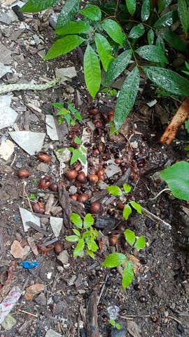Piles of rubbish and food scraps that grow into fruit seeds.