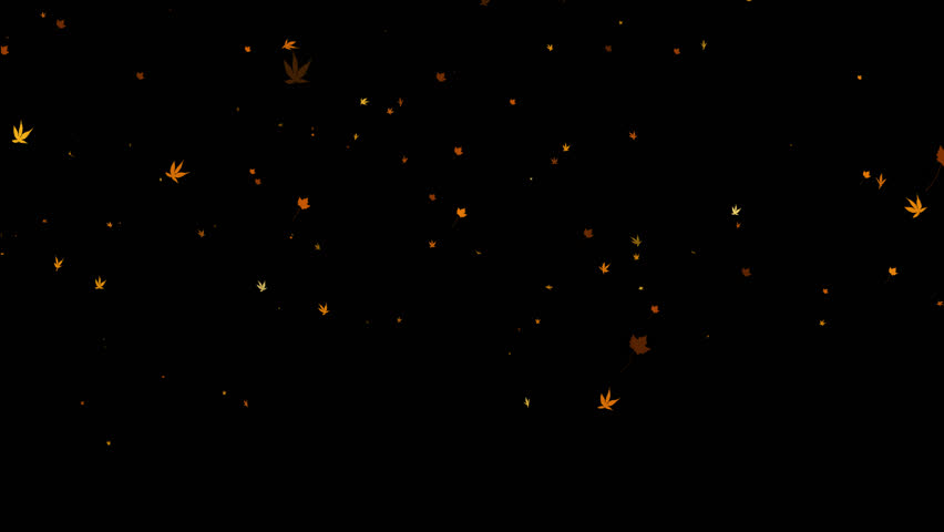 alpha yellow maple leaves falling in the wind