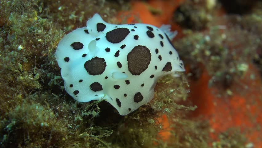Peltodoris Nudibranch close up in Mediterranean Sea