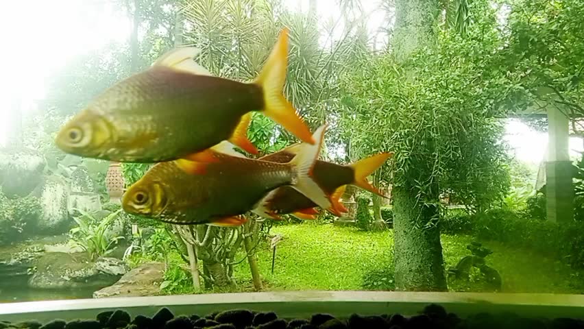 Tinfoil barb fish and super red arowana fish swimming in the aquarium with a green garden background.