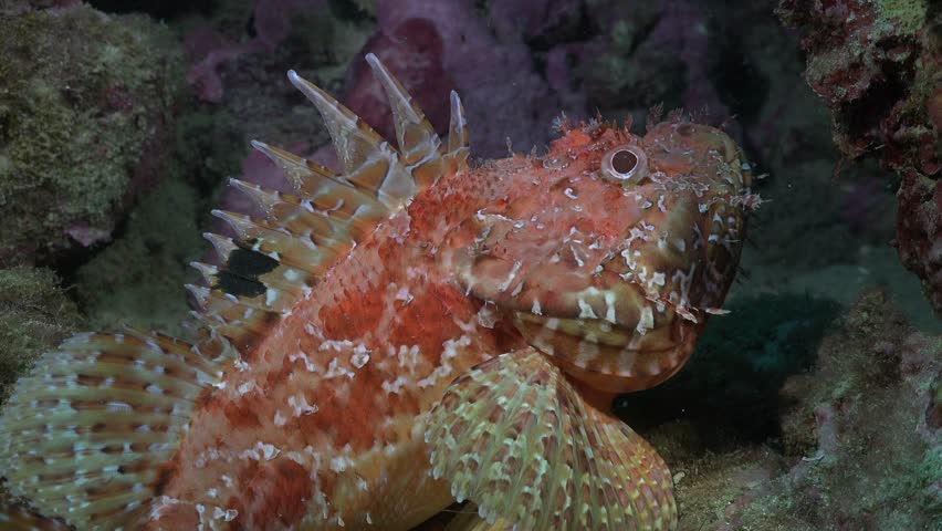 Scorpionfish swimming in slow motion close up in Mediterranean Sea