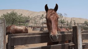 Solemn chestnut horse with tear staining looking over a wooden fence, possibly itchy or sad - Powered by Shutterstock - Get 15% off with code: PIKWIZARD15