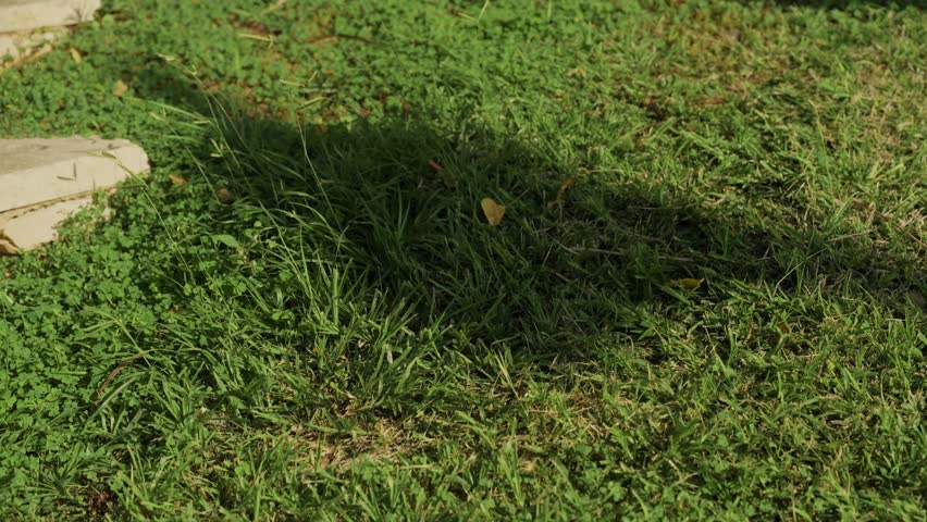 Dark flag shadow moves gently over a green lawn in bright daylight. Patriotism, remembrance, public ceremonies, elections, protests, or civic life. No people. clean natural background. LGBTQ