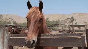 Majestic beautiful horse head's close-up over a wooden corral fence looking around - Powered by Shutterstock - Get 15% off with code: PIKWIZARD15