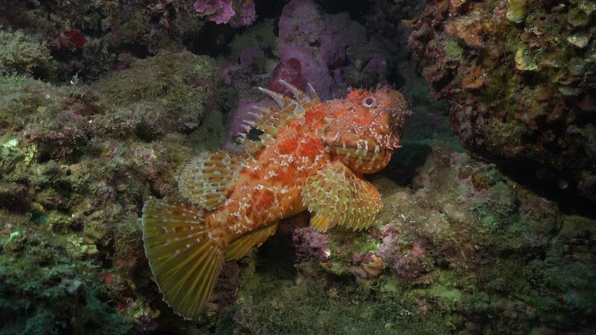 Scorpionfish with open back fin in Mediterranean Sea