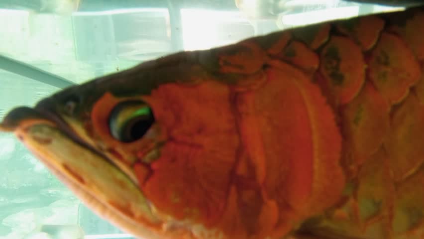 Super red arowana fish swimming in an aquarium with a green garden background.