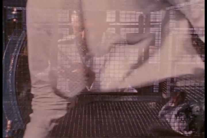 1960s - An animal research lab.