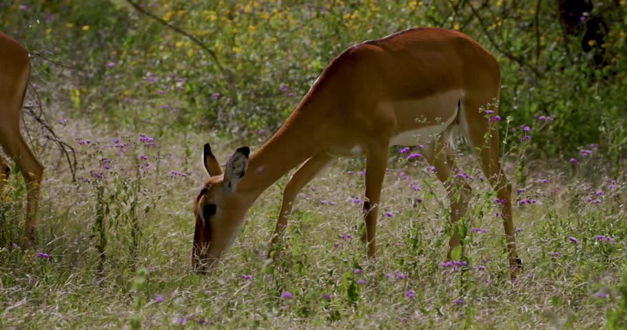 mammals, eating, antelope, impala, wildlife, nature, animal, grazing, herbivore, africa, savanna, wild, outdoors, environment, natural, grassland, ecosystem, wilderness, safari, adventure, exploration