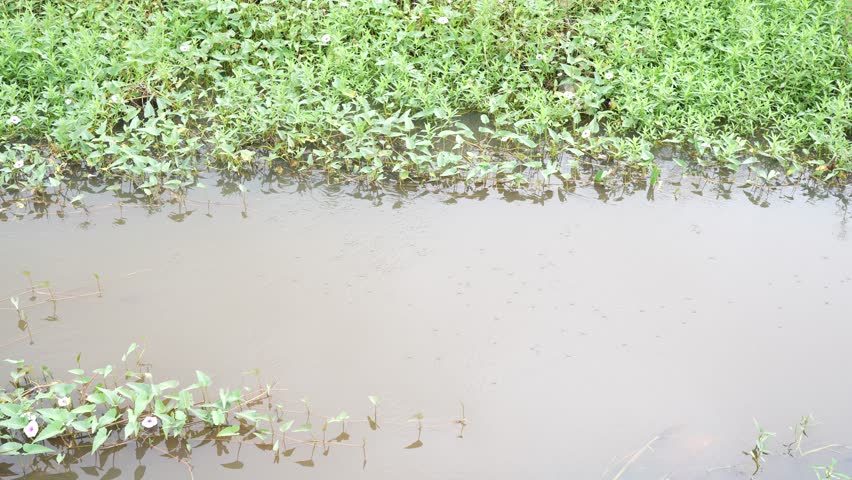 Lush greenery and calm water create serene landscape, reflecting tranquility of nature and showcasing harmony in environment, where vibrant vegetation thrives in peaceful surroundings