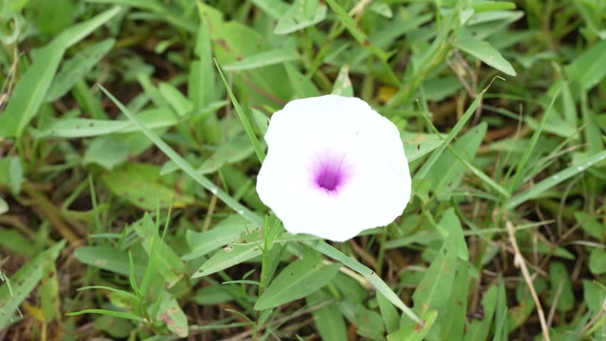 Delicate white flower with vibrant purple center blooms in lush green grass, showcasing beauty of nature and flora, creating serene garden scene filled with soft petals and tranquility