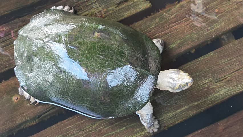 Turtle crawling on a wooden floor
