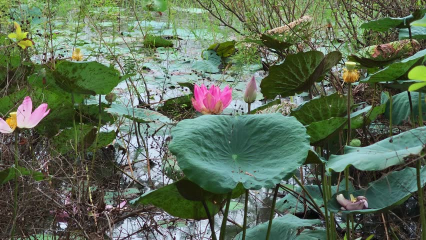 Lotus pond in the rice field