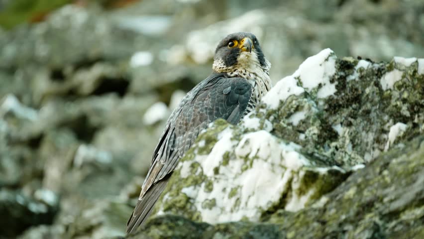 Peregrine falcon rocks bird Falco peregrinus predator, endangered species in the wild nature rocky mountain passerine small. Beautiful feathers beak detail close-up excellent eyesight eyes. Europe