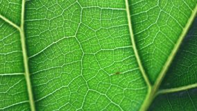 A vibrant macro shot slowly pans over a bright green leaf, revealing the intricate, glowing network of its detailed cellular structure and veins. - Powered by Shutterstock - Get 15% off with code: PIKWIZARD15
