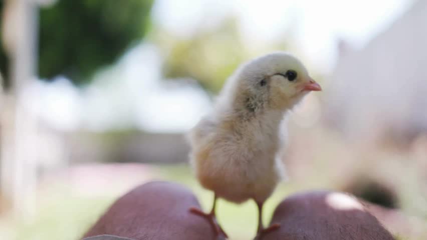 A tiny, fluffy yellow baby chick stands adorably on a person