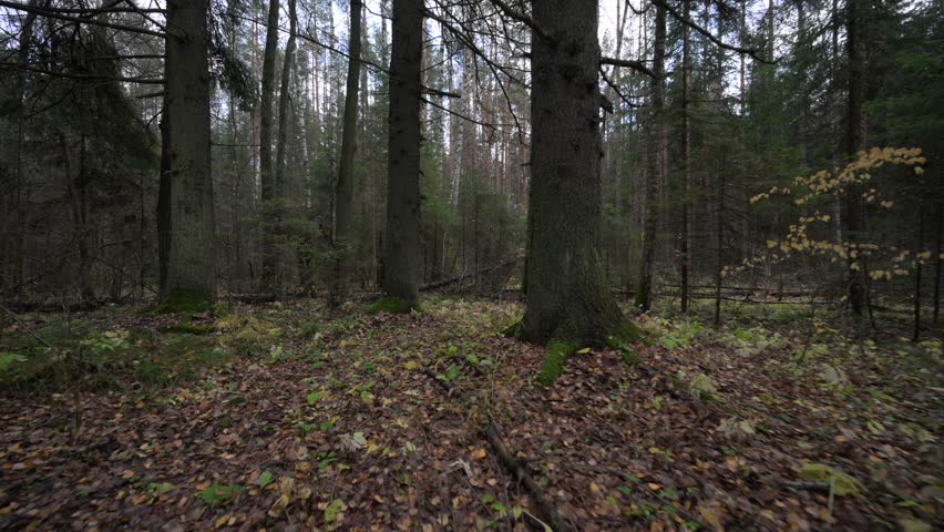 Autumn forest with fallen yellow leaves on the ground