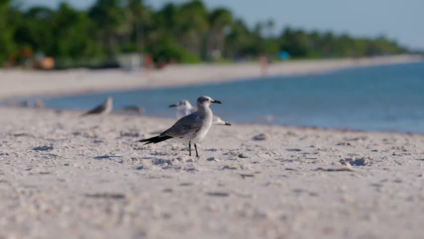 Seagulls walk on soft sand near calm blue water. Palm trees stand in quiet line behind shore. Warm light and gentle waves make scene feel peaceful and open.