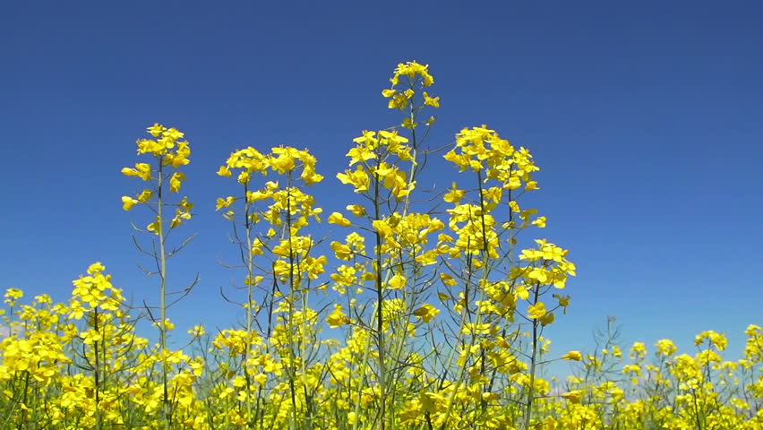 Canola plants in the wind