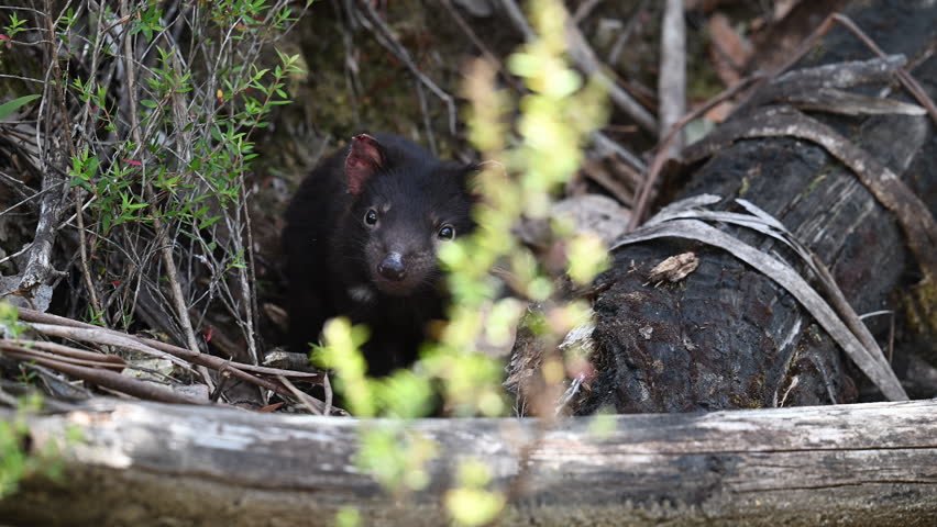 iconic cute baby Tasmanian devil, Sarcophilus harrisii, the largest carnivorous marsupial only native to Tasmania and highly endangered species on the brink to extinction